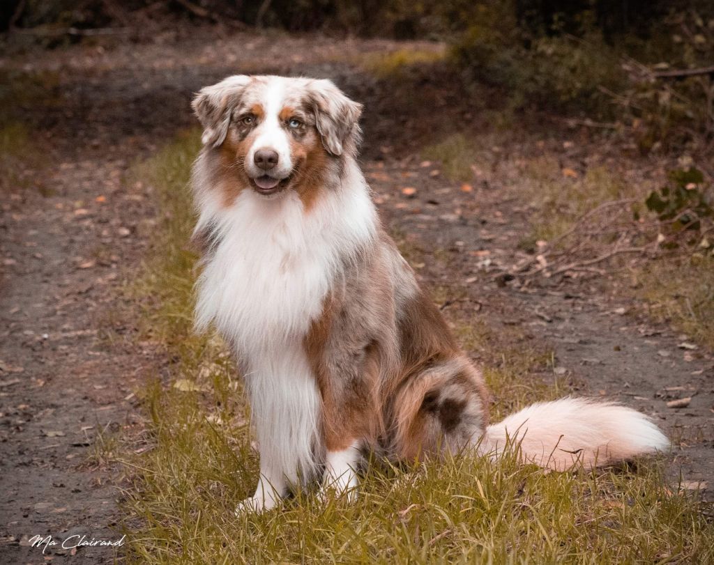 Loki des monts de la gaya scienza