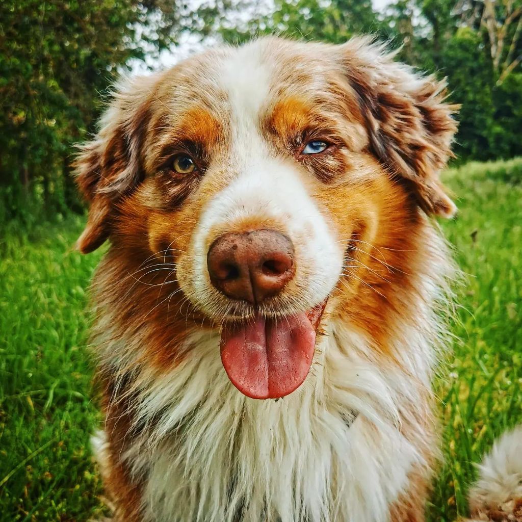 Loki des monts de la gaya scienza