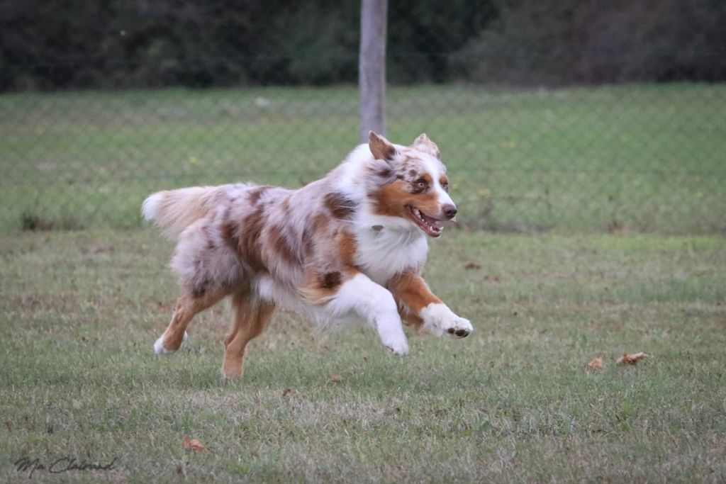 Loki des monts de la gaya scienza