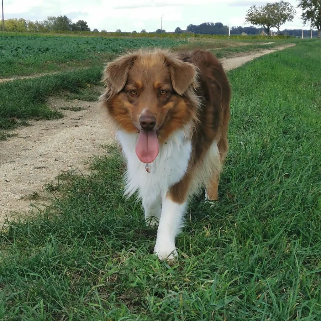 Ornett m'isy du vestige de l'am