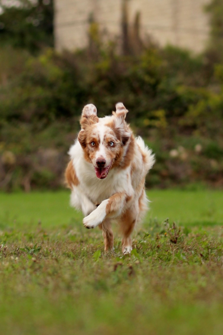 Naissance des chiots de Robynn vers le 10 décembre 2025 (chiots inscrits au lof avec des parents testés)