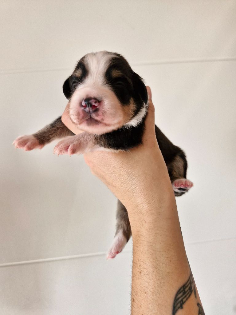 De La Troupe Des Boudis - Chiots disponibles - Berger Australien