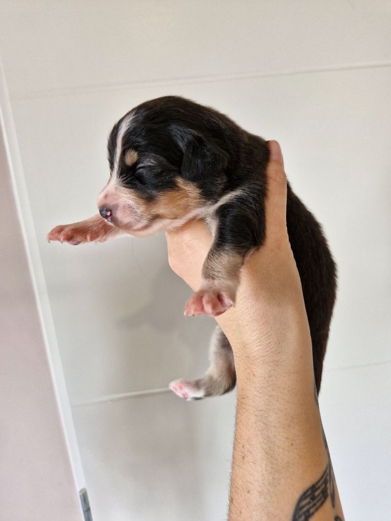 De La Troupe Des Boudis - Chiots disponibles - Berger Australien