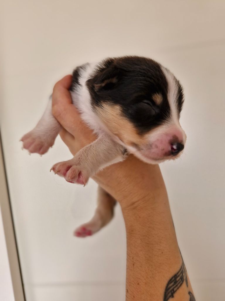 De La Troupe Des Boudis - Chiots disponibles - Berger Australien