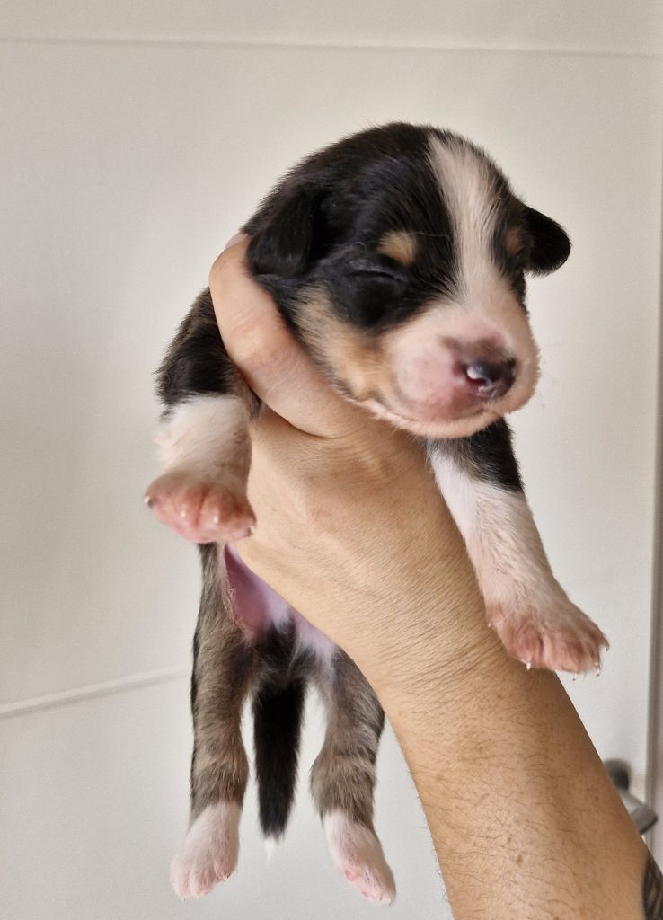 De La Troupe Des Boudis - Chiots disponibles - Berger Australien