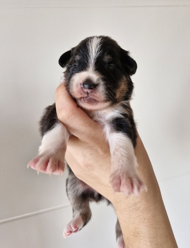 De La Troupe Des Boudis - Chiots disponibles - Berger Australien