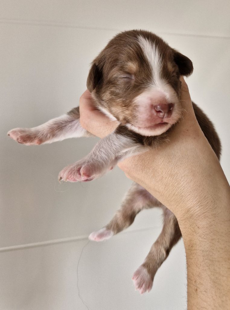 De La Troupe Des Boudis - Chiots disponibles - Berger Australien