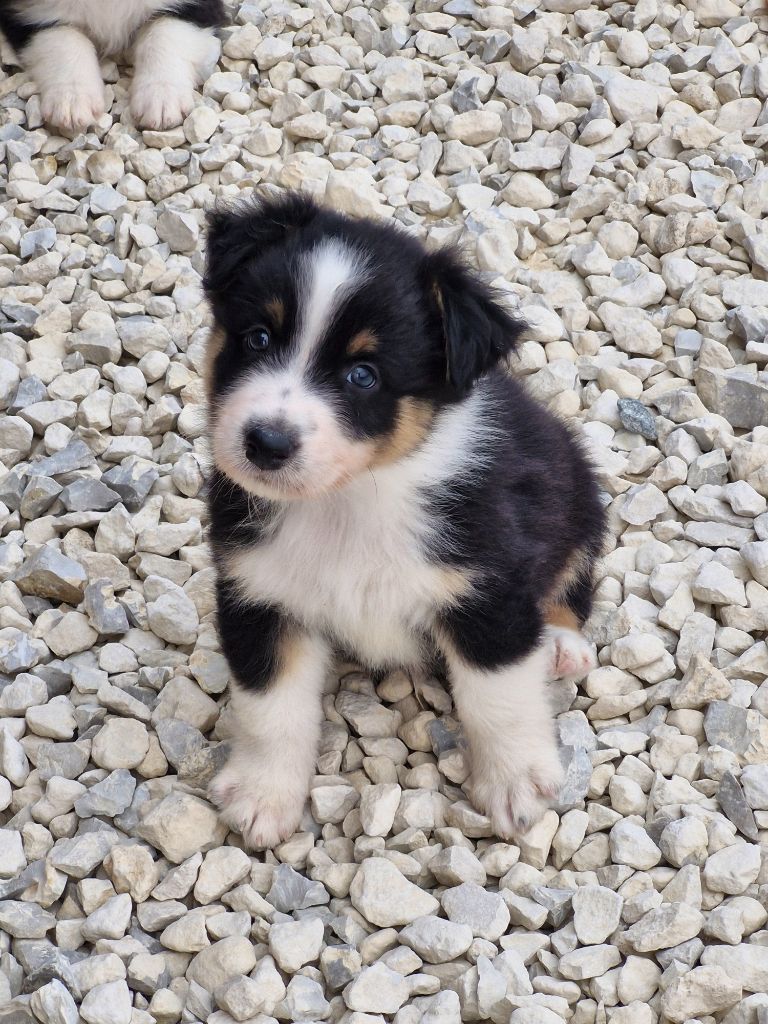 De La Troupe Des Boudis - Chiots disponibles - Berger Australien