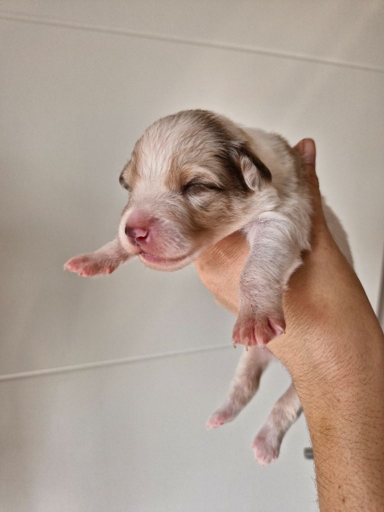 De La Troupe Des Boudis - Chiots disponibles - Berger Australien