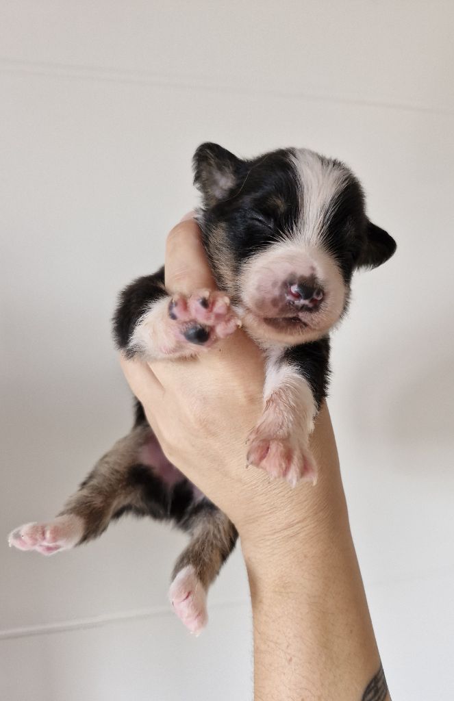 De La Troupe Des Boudis - Chiots disponibles - Berger Australien